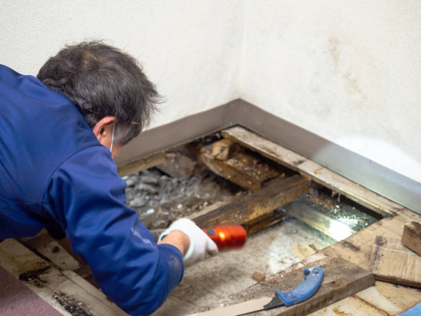 Best Commercial Mold Remediation in Mcdade, TX
