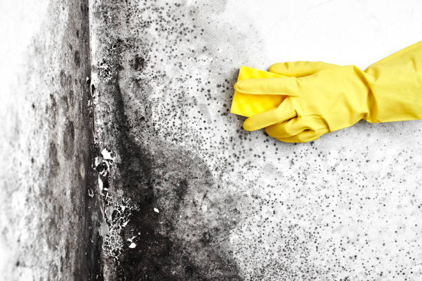 Best HVAC Mold Remediation in Mcdade, TX