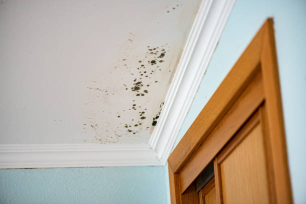 Best Mold Testing and Inspection Services in Mcdade, TX