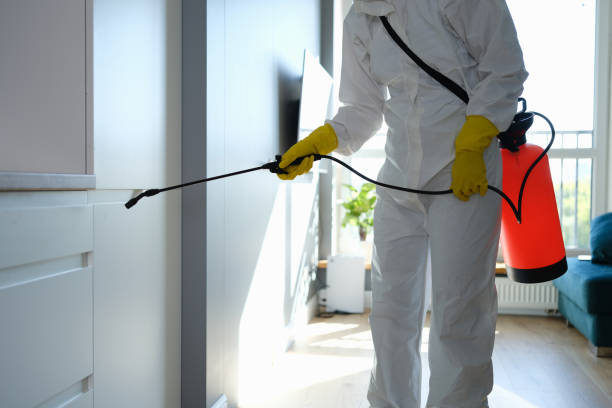 Best White Mold Remediation in Mcdade, TX