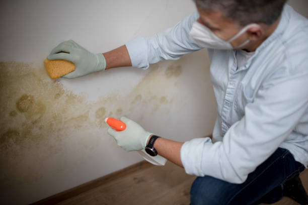Best Residential Mold Remediation in Mcdade, TX