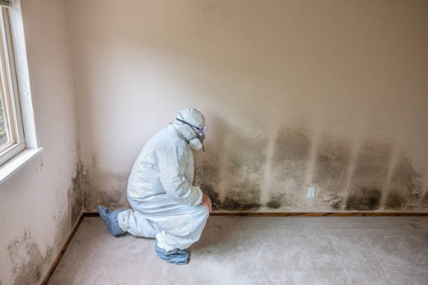 Best HVAC Mold Remediation in Mcdade, TX