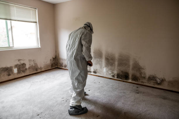 Best Residential Mold Remediation in Mcdade, TX