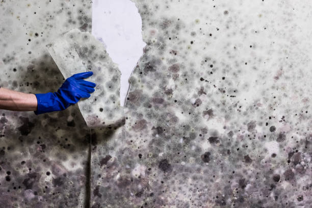 Best DIY Mold Remediation Support Services in Mcdade, TX